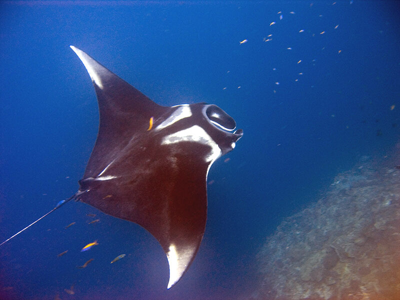 Sharks International lands in Asia: Colombo conference reframes ray conservation