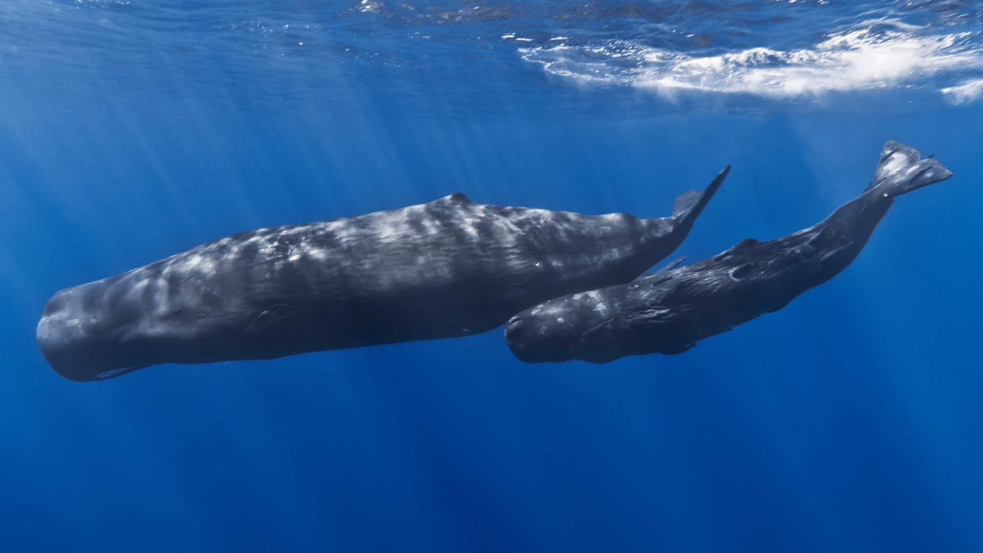 Caribbean opens its first basin-wide marine megafauna expedition as IOCARIBE stands up a BBNJ task team