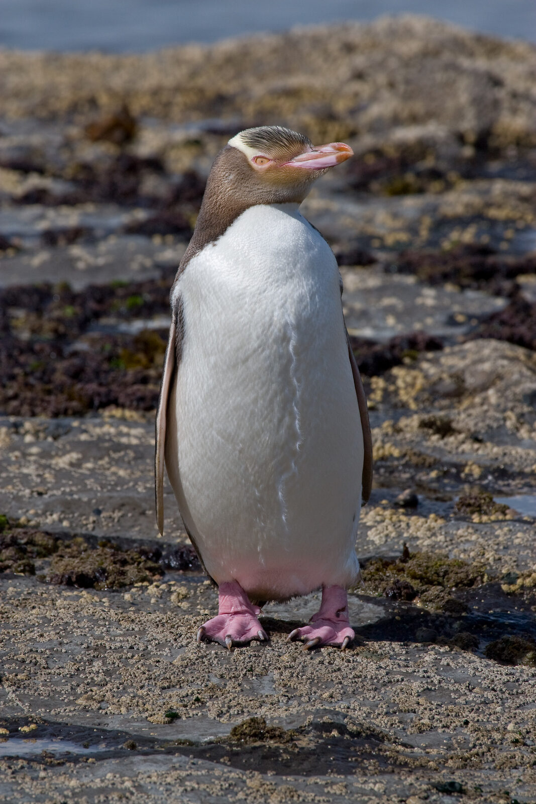 A yellow-eyed penguin (hoiho), one of the species the new Otago marine reserves are designed to protect