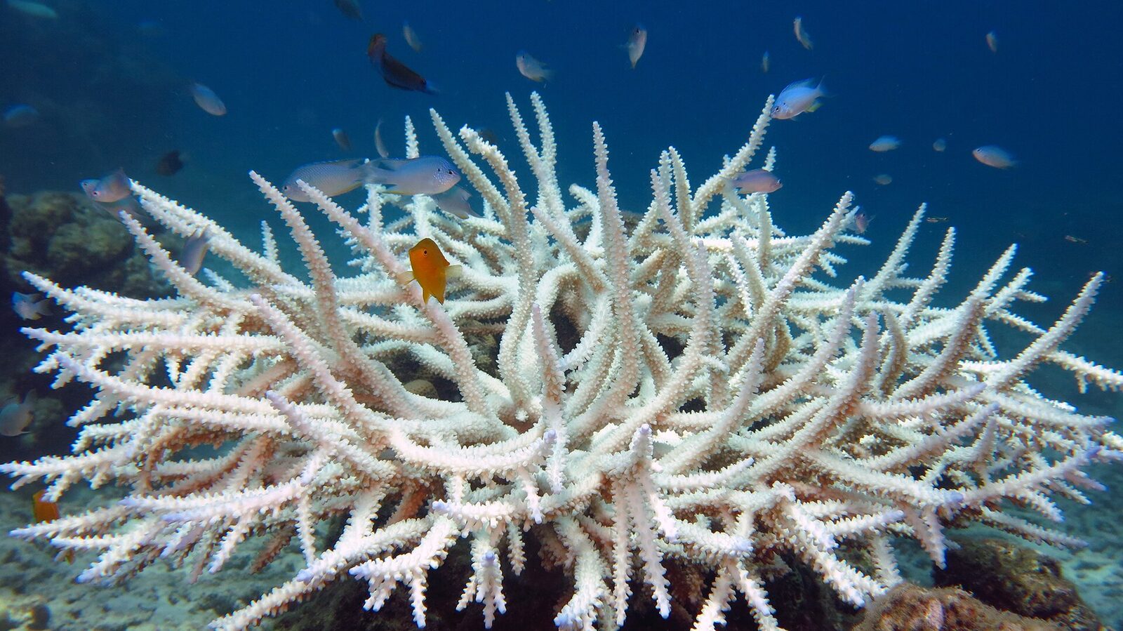 A bleached colony of Acropora coral, the staghorn family most vulnerable to heat stress