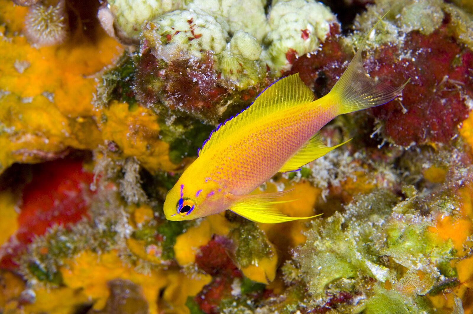 Hawaiian longfin anthias at Laysan Island, within the Papahānaumokuākea Marine National Monument