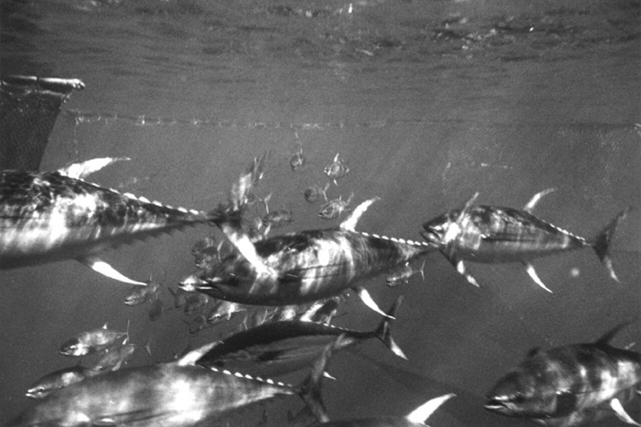 A school of yellowfin tuna moving through open Pacific waters