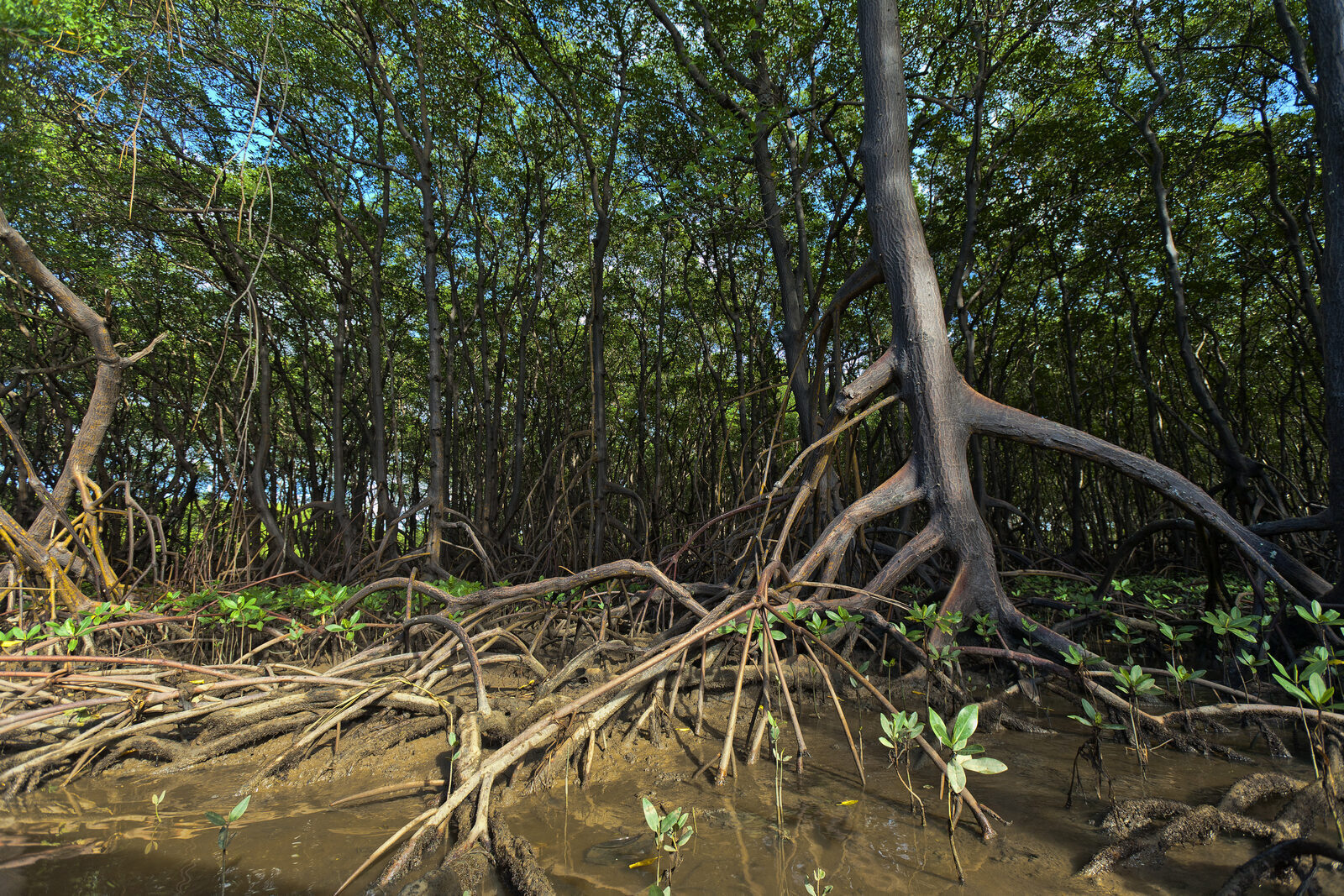 Mangrove roots in shallow coastal waters