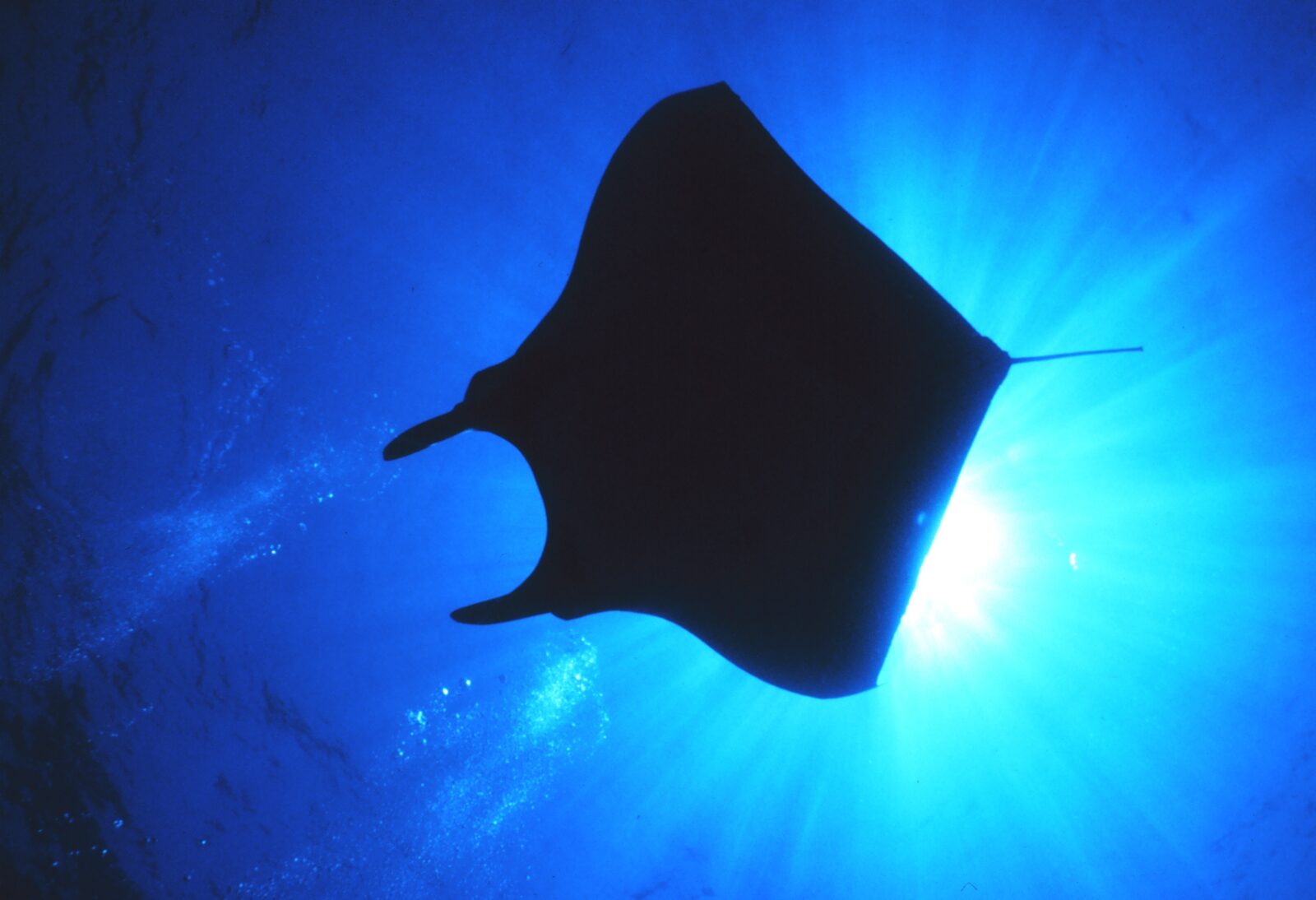 Sharks and Rays Get New National Protections After Our Ocean