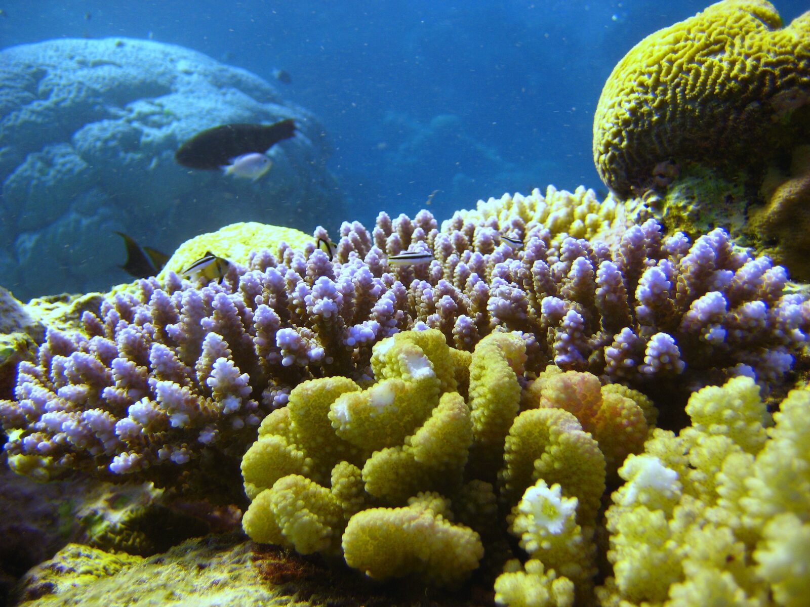 A New Coral Refugia Map Puts 165,000km² of Reefs on the Clock