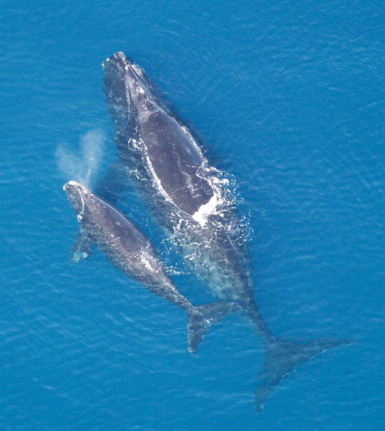 Right whale safety is turning into a data-and-gear problem — not a rescue story
