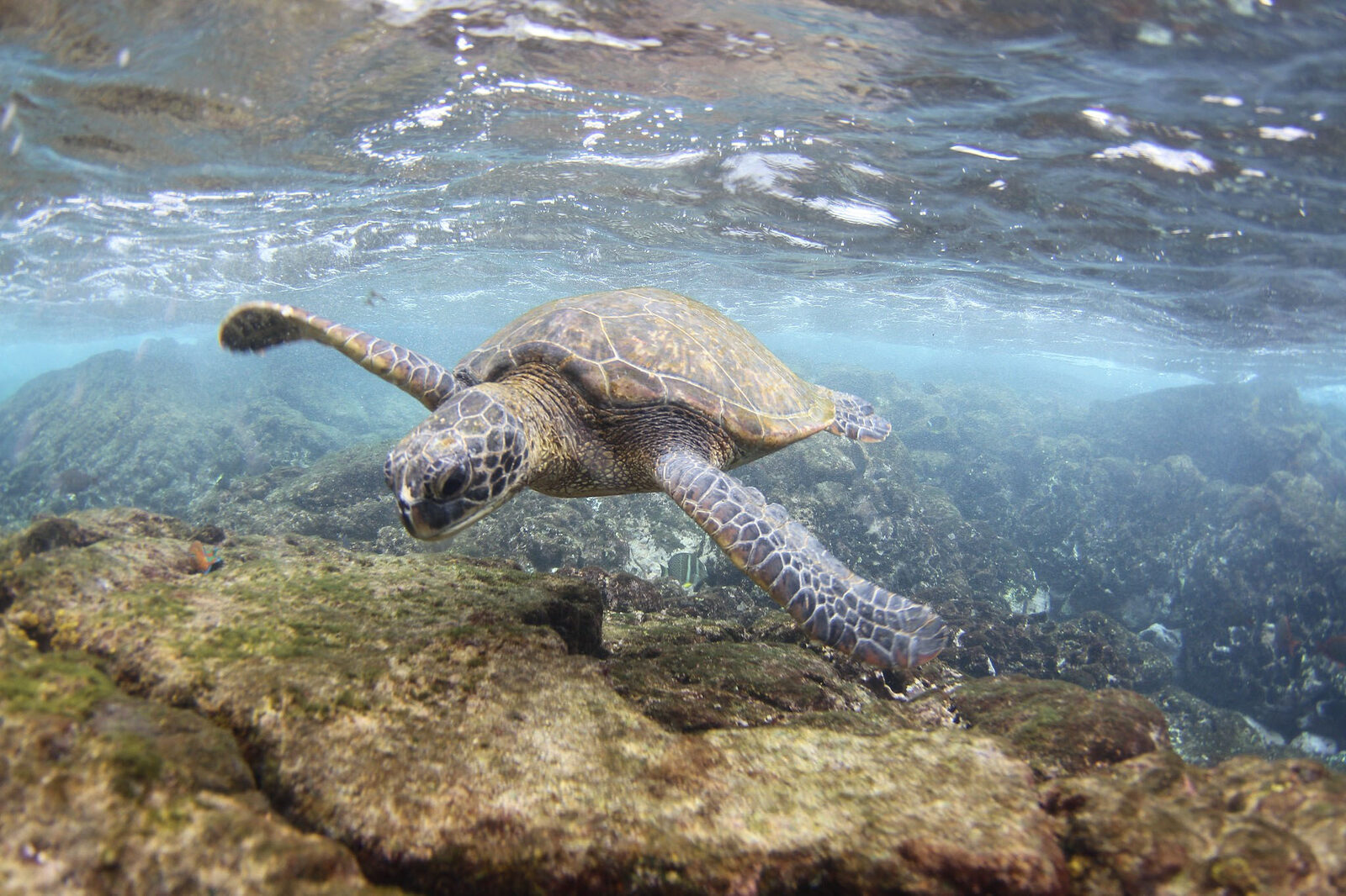 A green sea turtle swimming in clear water — a species whose protection depends not only on individuals, but on the habitats they use
