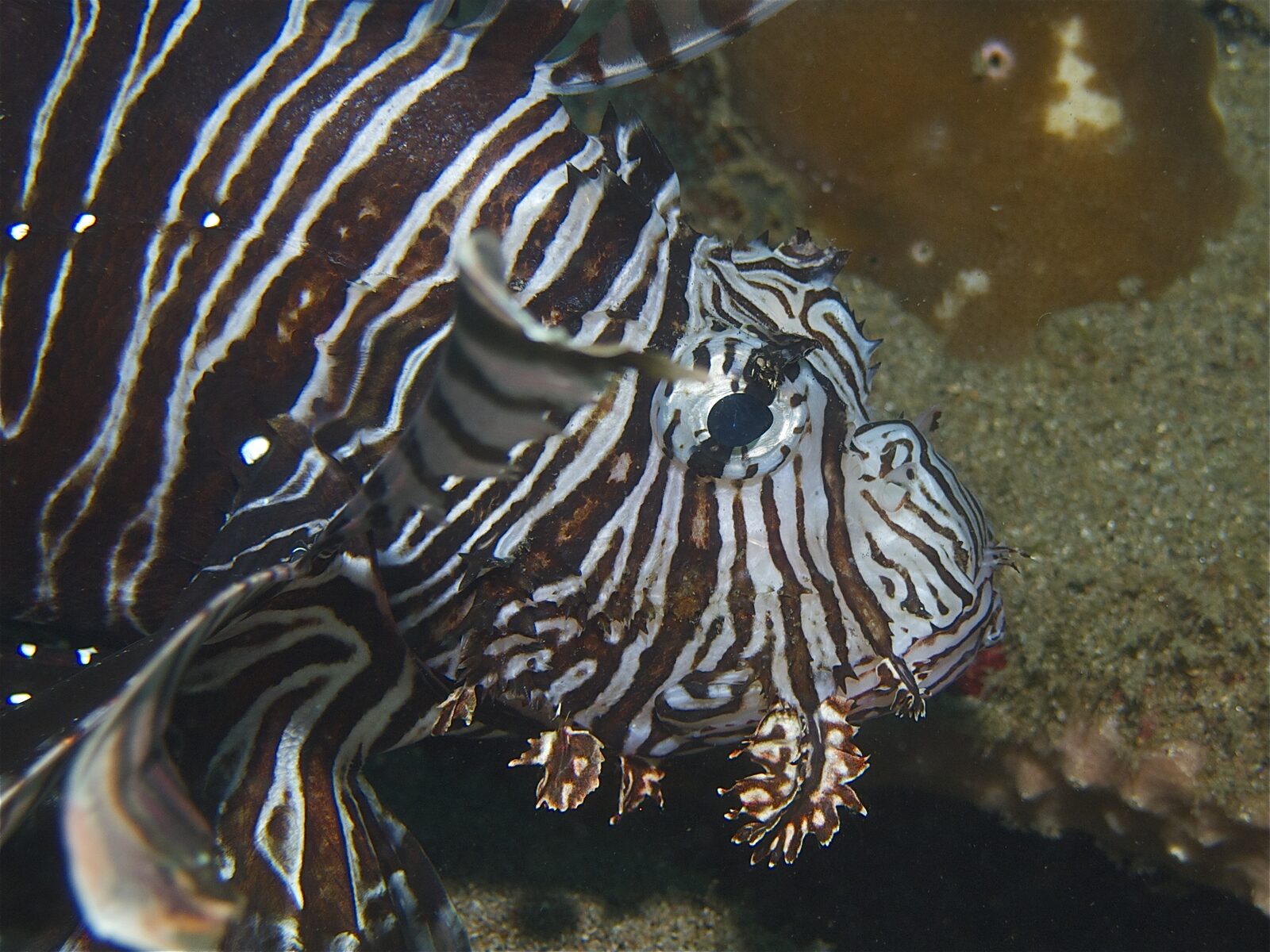 Europe’s lionfish problem is becoming a test of rapid ocean response